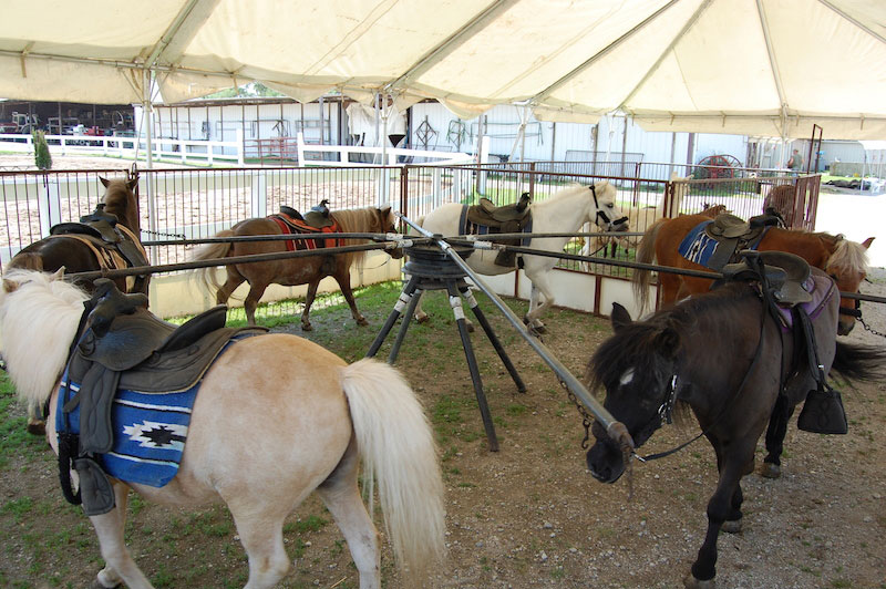 Pony Rides Trail Rides Horseback Riding Lessons And Horse Boarding 